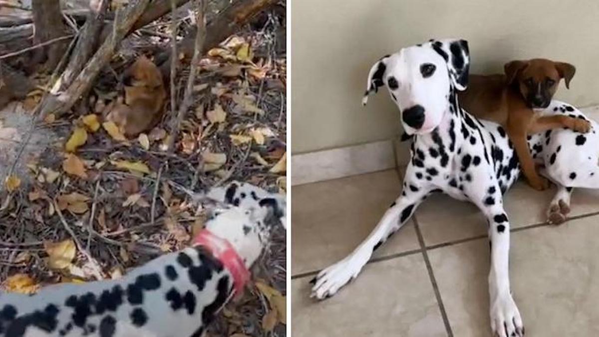 Vidéo: Un chien dalmatien a trouvé un chiot mal nourri, le nez dans une forêt, et l'a adopté.