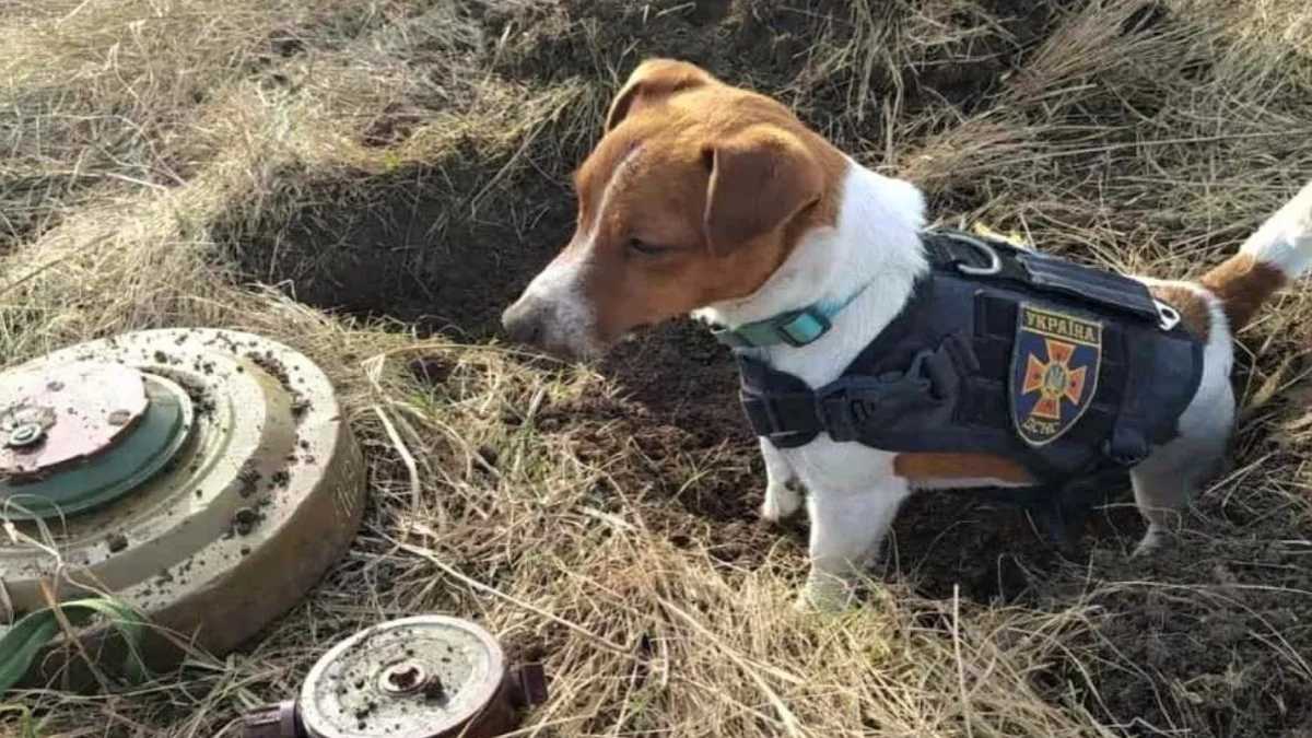 VIDEO : Un chien héroïque aide à sauver des vies en Ukraine lors d'une détection d'explosifs