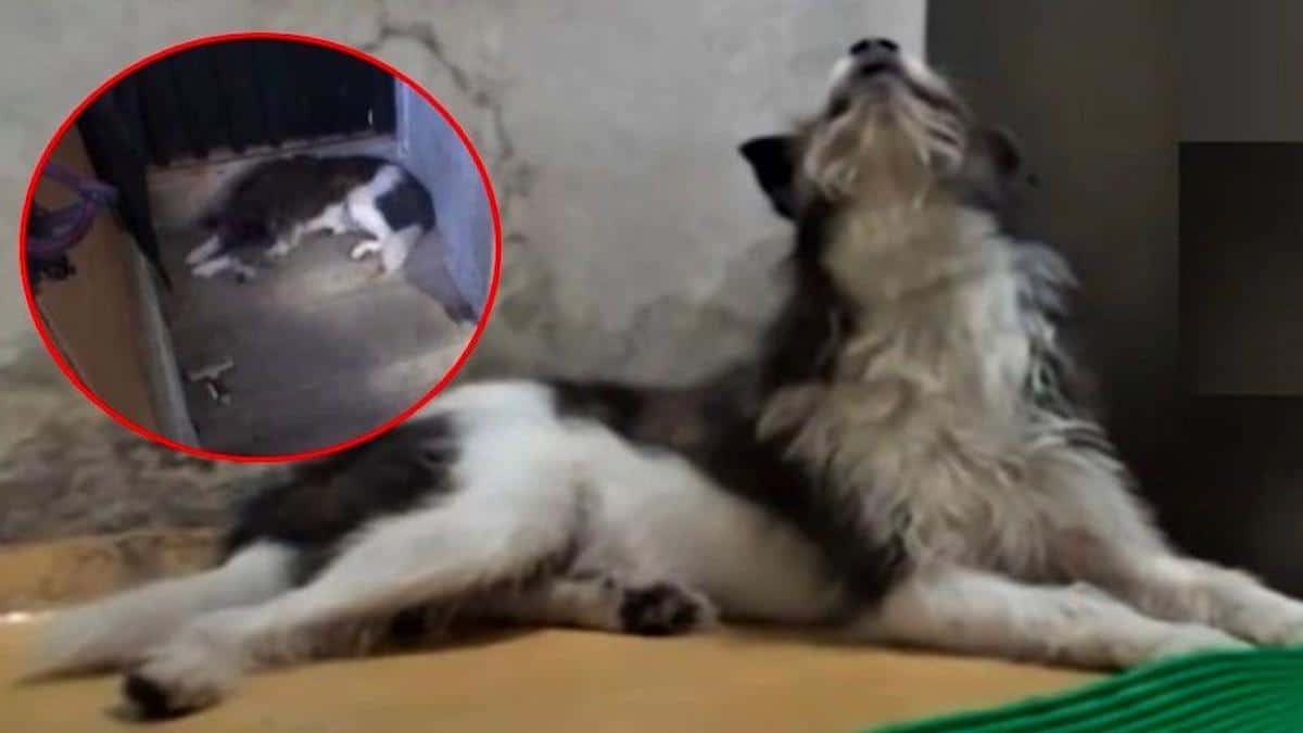 Vidéo: Un chien pleure tous les jours de façon incontrôlée parce que son maître n'est pas rentré chez lui depuis 15 mois.