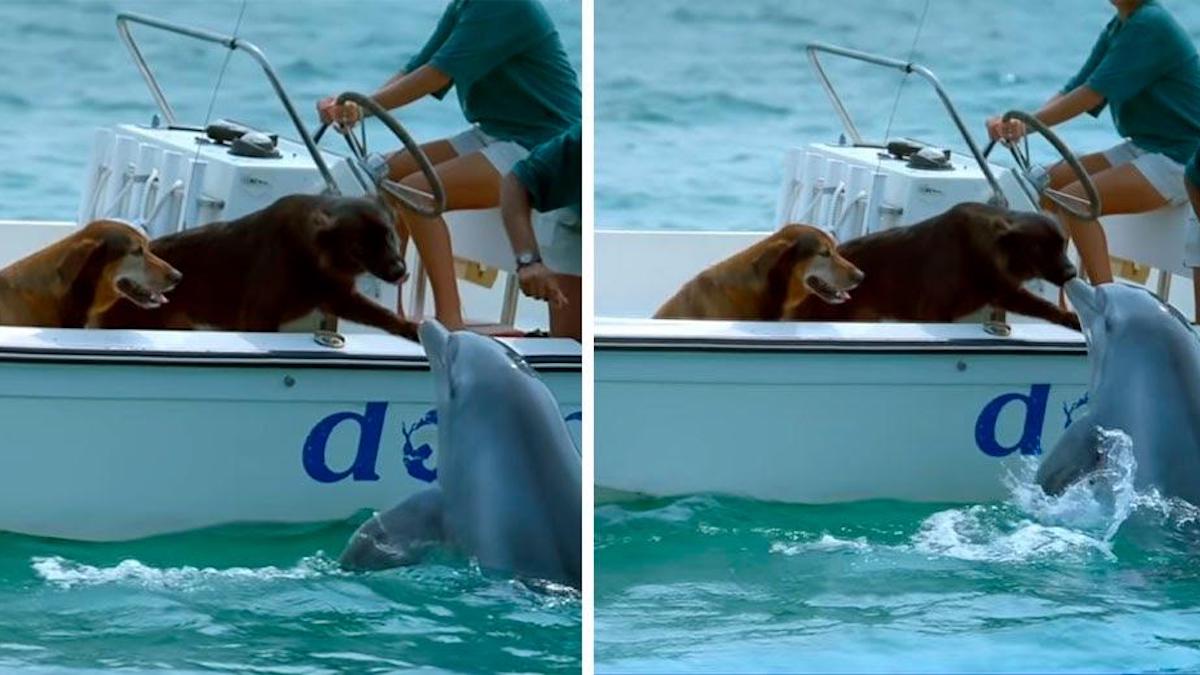 Vidéo: Un mignon dauphin sort de l'eau pour donner un baiser à un chien sur un bateau.