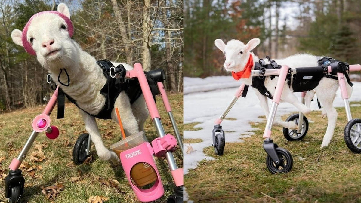 VIDÉO : Un petit agneau rejeté par sa mère parce qu'il ne pouvait pas marcher, maintenant il peut marcher dans son fauteuil roulant