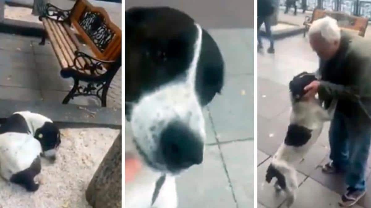 Vidéo: Un vieil homme retrouve son chien dans la rue trois ans après l'avoir perdu