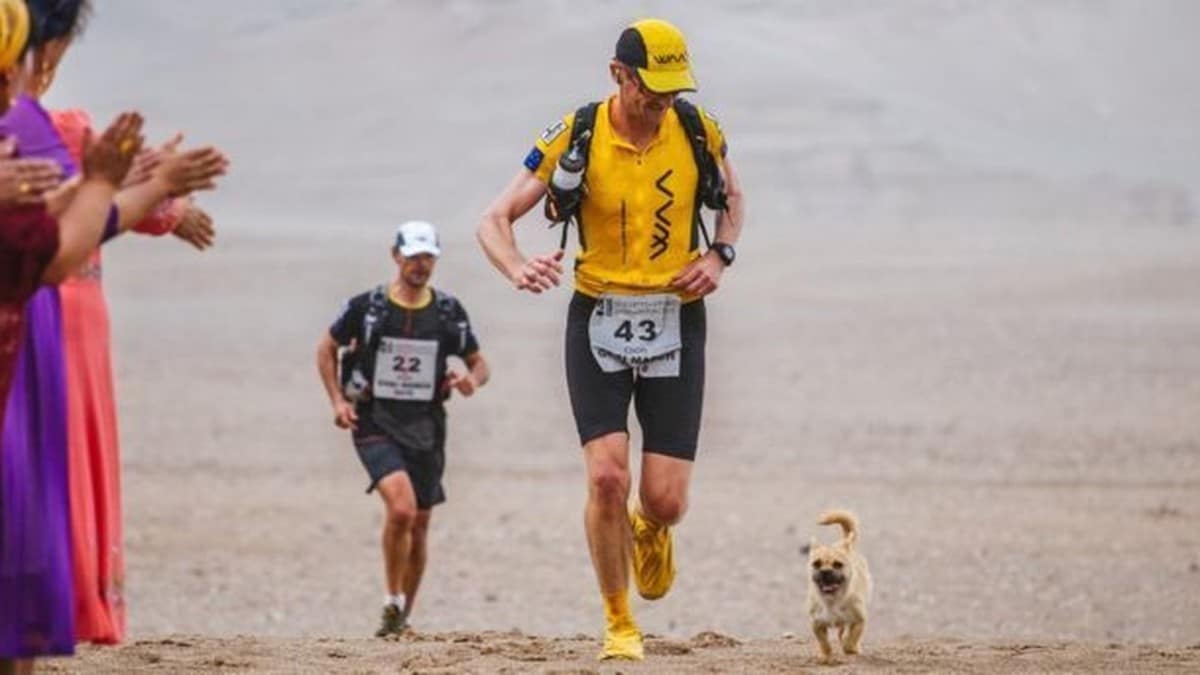 Vidéo : une chienne sans abri rejoint un athlète dans un marathon, court avec lui jusqu'à la ligne d'arrivée et maintenant ils sont inséparables.