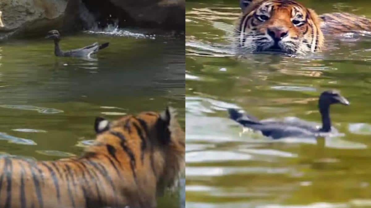 Vidéo virale d'un canard jouant à cache-cache avec Tigre, regardez qui a gagné