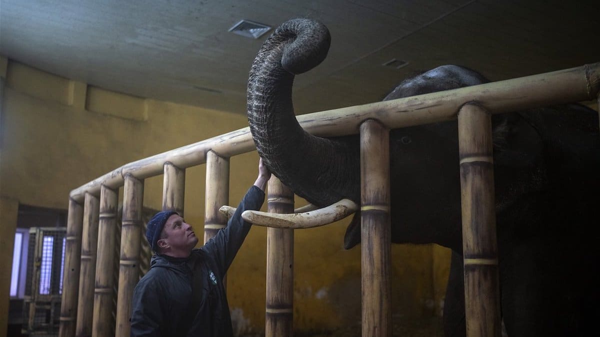 Voici ce qui arrive aux animaux dans les zoos ukrainiens.