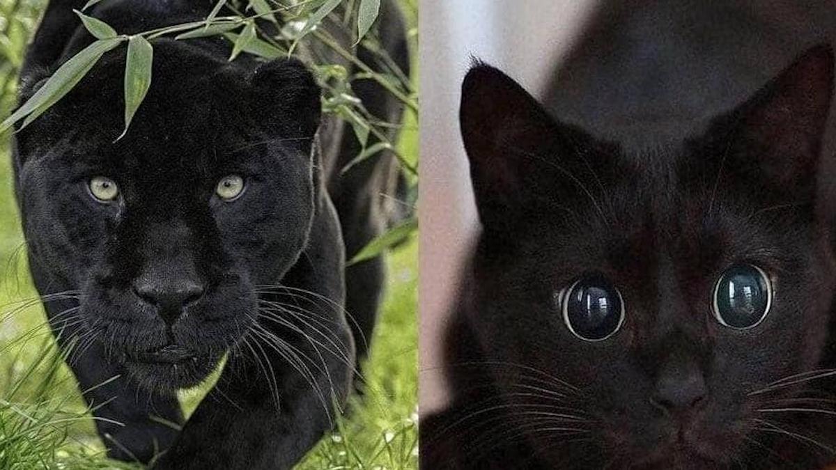 Avez-vous déjà remarqué que les chats noirs sont comme de petites panthères ?