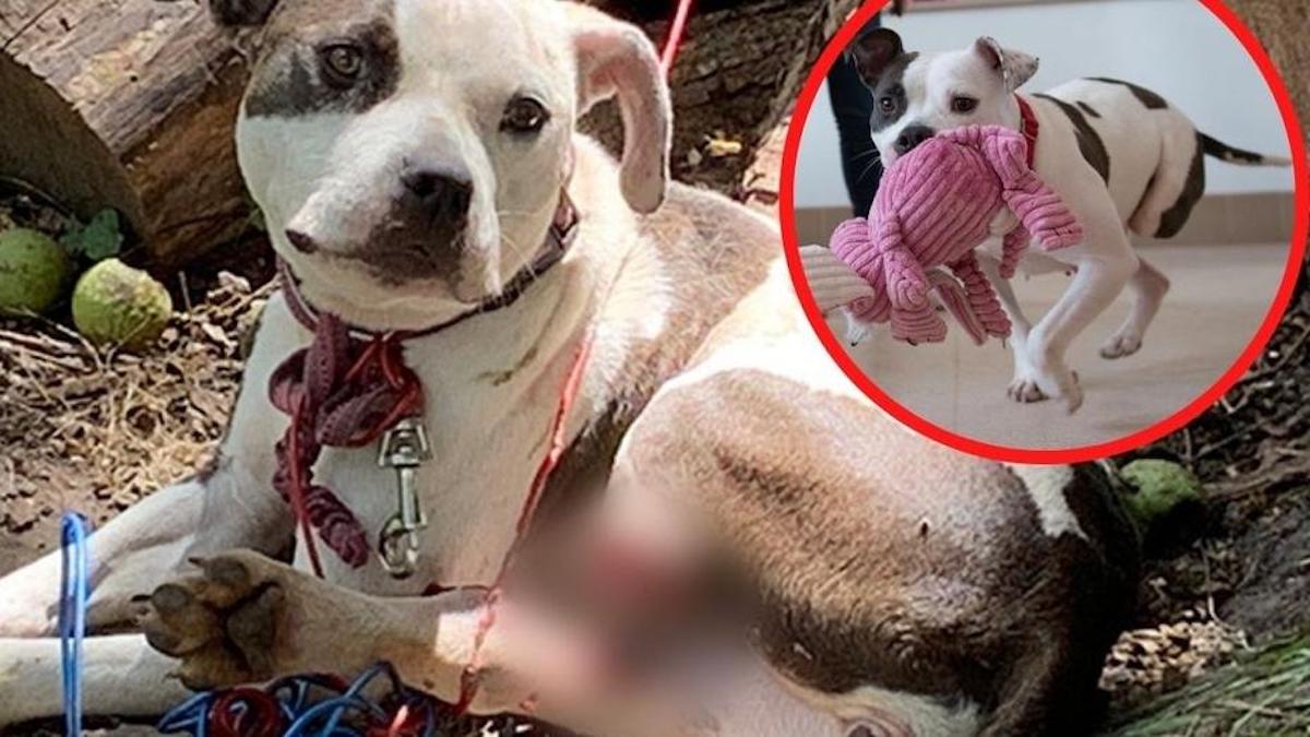 Bella, la chienne qui s'est mordue la patte pour se libérer de l'endroit où elle était attachée, est sauvée