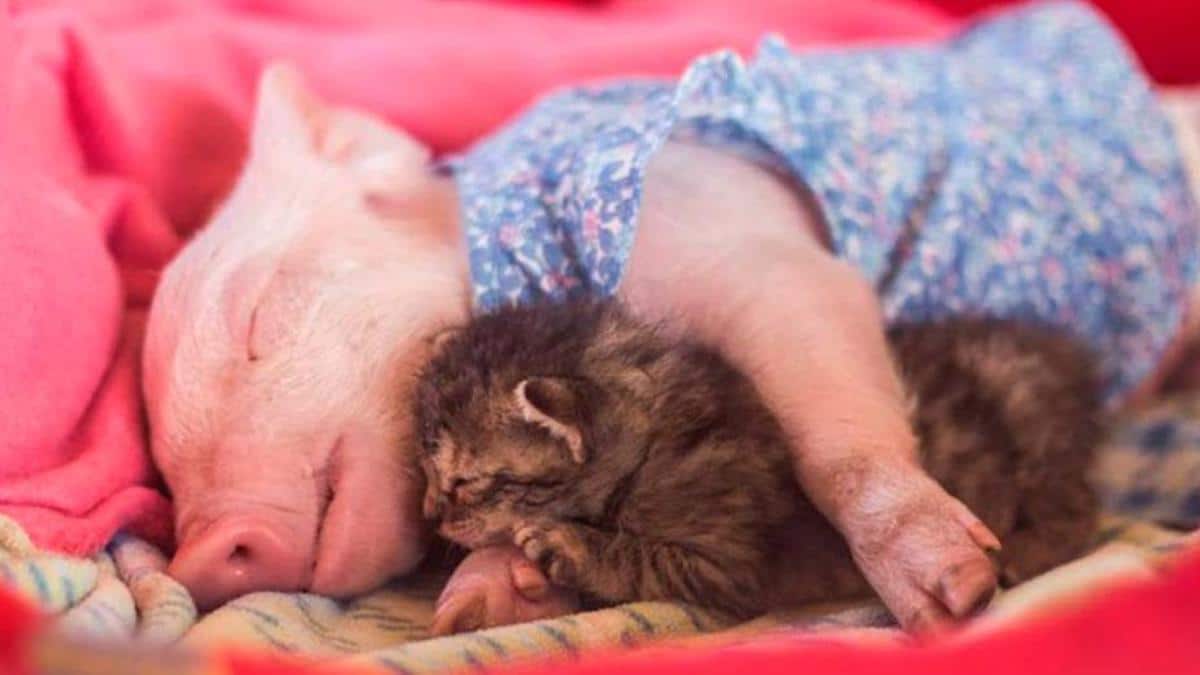 Ce chaton est arrivé malade au refuge, mais les câlins du cochon l'ont aidé à guérir.