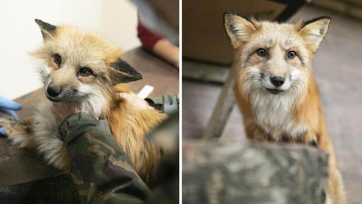 Des activistes sauvent un renard d'une ferme à fourrure ; il est désormais libre et en bonne santé