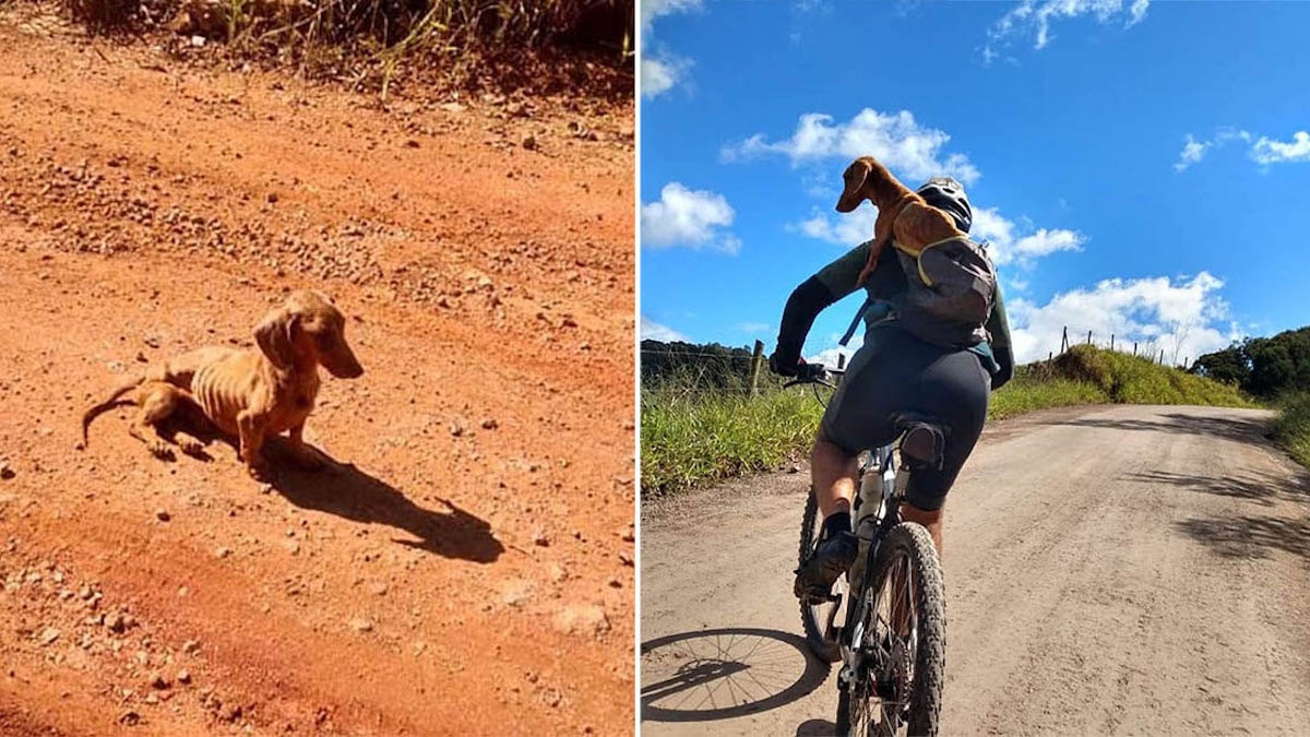 Des cyclistes voient un chien sans abri sur la route et l'emmènent avec eux dans leur sac à dos