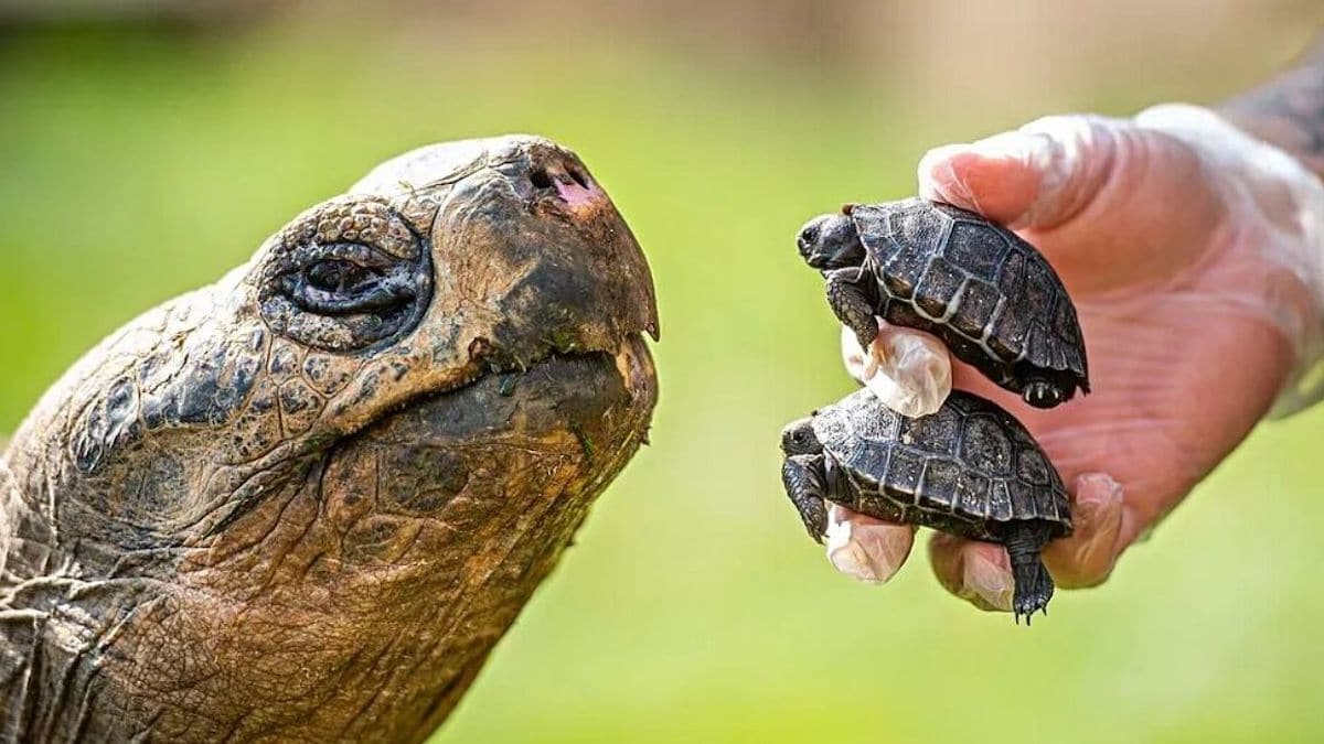 Deux éclosions de tortues menacées d'extinction sont nées, donnant de l'espoir à l'espèce