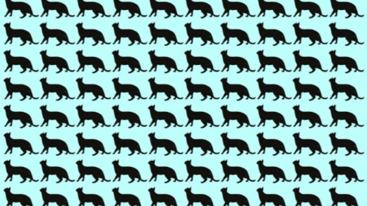 Énigme visuelle : Pouvez-vous trouver les différents chats en 20 secondes ?
