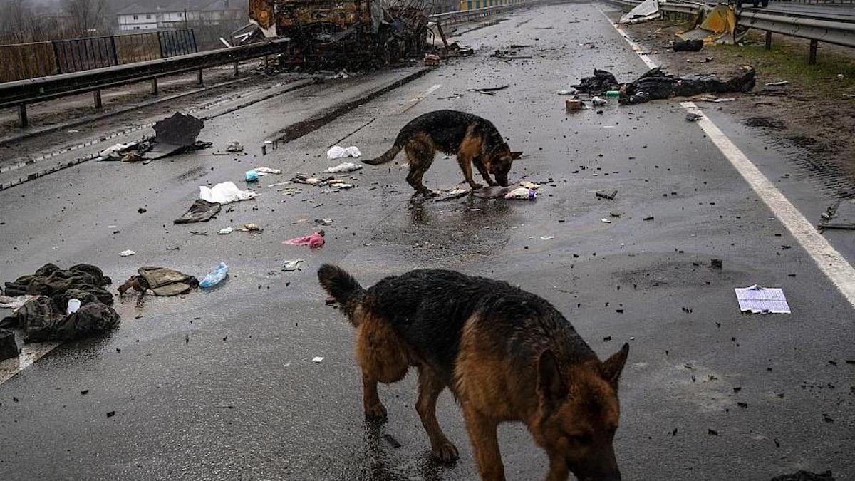 Ils meurent sous les bombardements ou par abandon" : le sort des animaux en Ukraine
