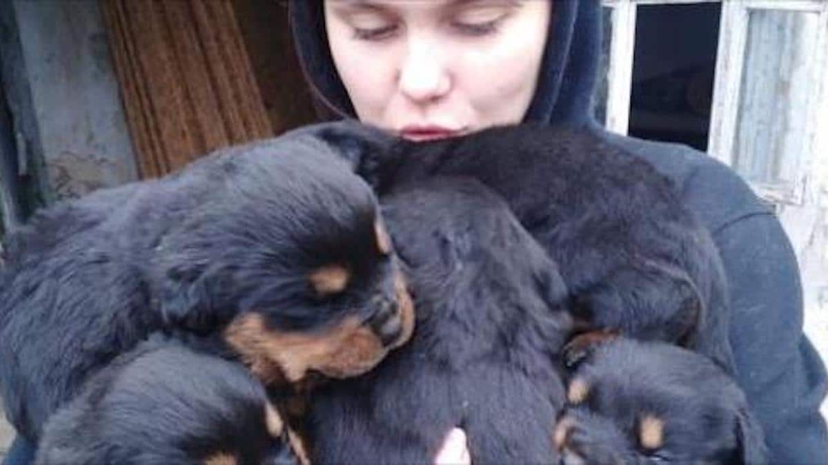 "Je ne partirai jamais" : un refuge pour chiens ukrainien pris dans la guerre