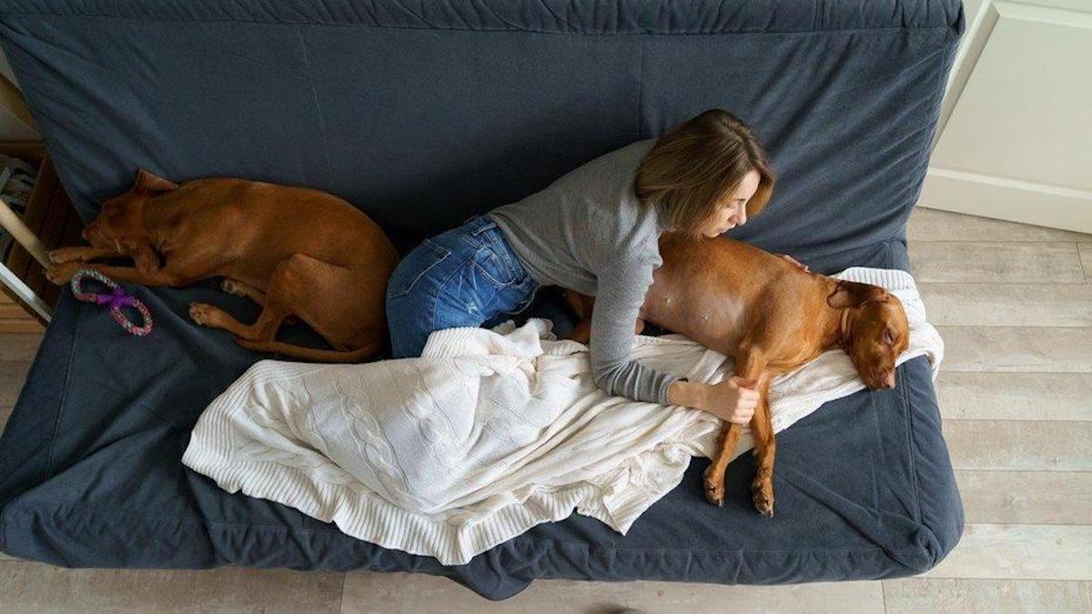 L'appel d'un vétérinaire aux propriétaires qui " euthanasient leurs chiens "