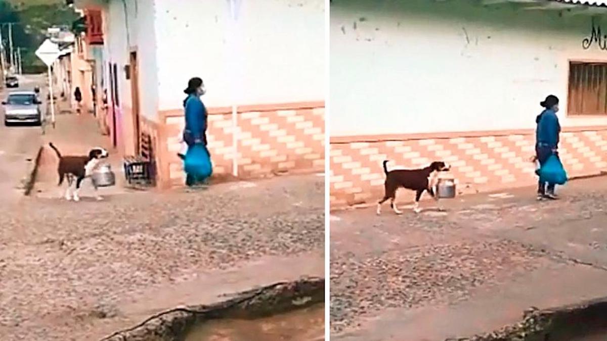 Le chien heureux est vu en train d'aider son humain à porter le pot.