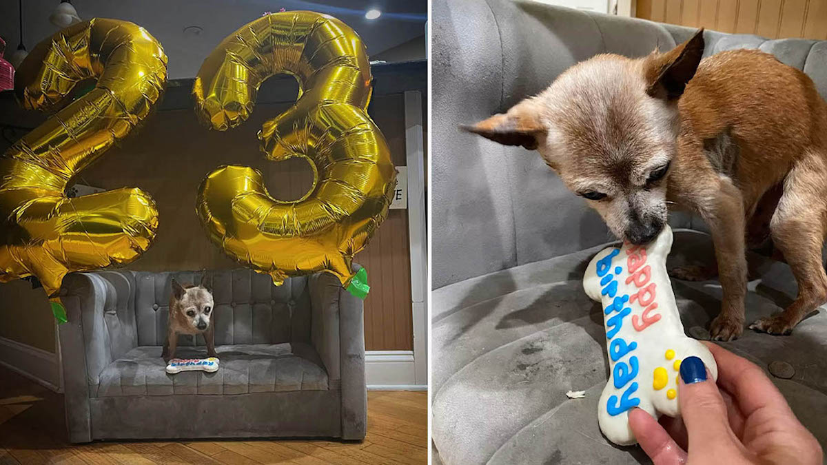 Le chien le plus âgé du refuge est très surpris de recevoir une fête pour son 23e anniversaire.