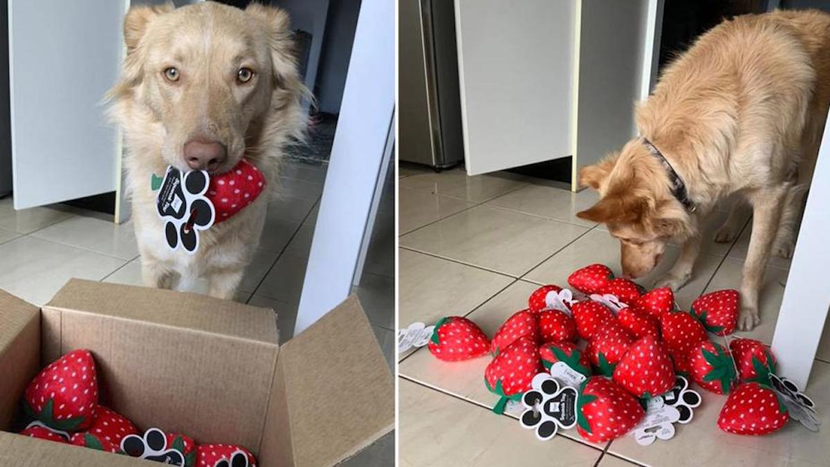 Le jouet préféré de ce chien étant très usé, le magasin lui a envoyé une boîte complète.