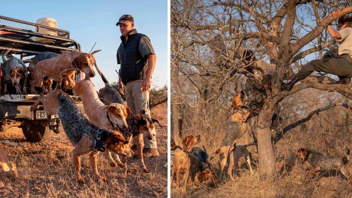 Les chiens de protection protègent les rhinocéros contre les chasseurs