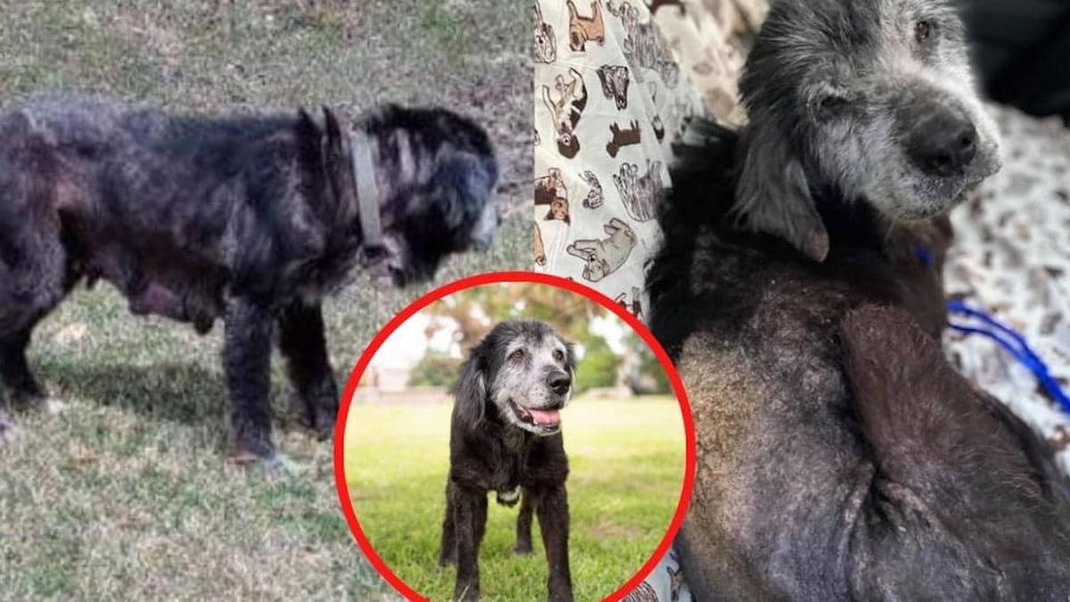 L'histoire cruelle de la chienne qui a été abandonnée parce qu'ils en avaient assez de s'occuper d'elle