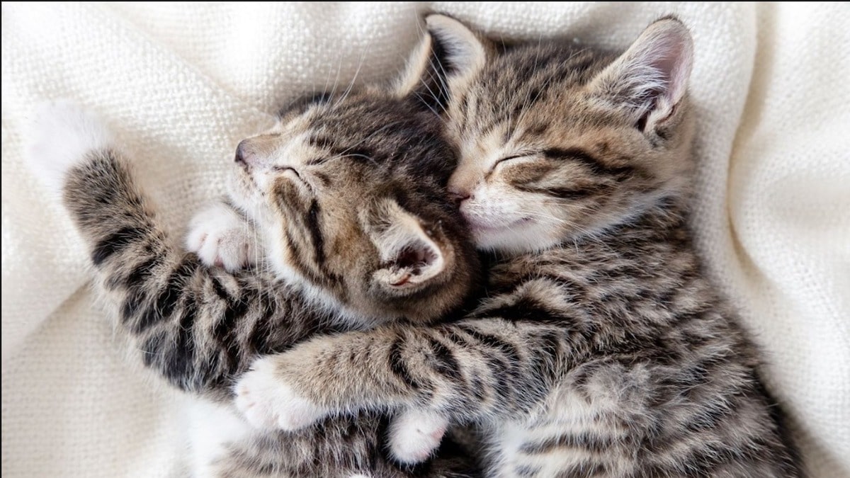 Magnifiques : voici les 7 races de chats les plus tendres et les plus affectueuses