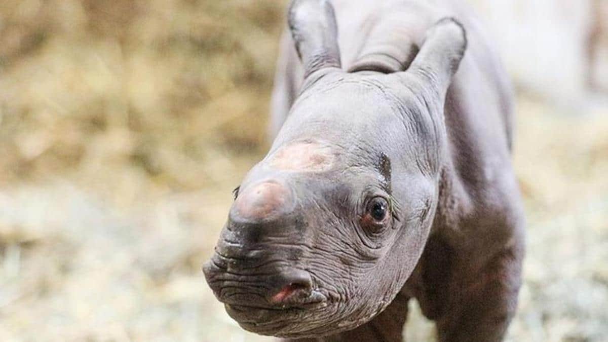 Naissance d'un bébé rhinocéros rare et presque disparu, donnant une lueur d'espoir pour son espèce