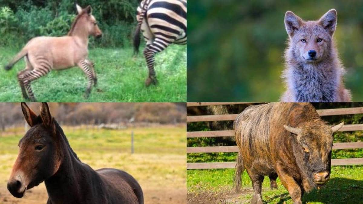 Photos étonnantes d'animaux hybrides que vous ne connaissiez peut-être pas