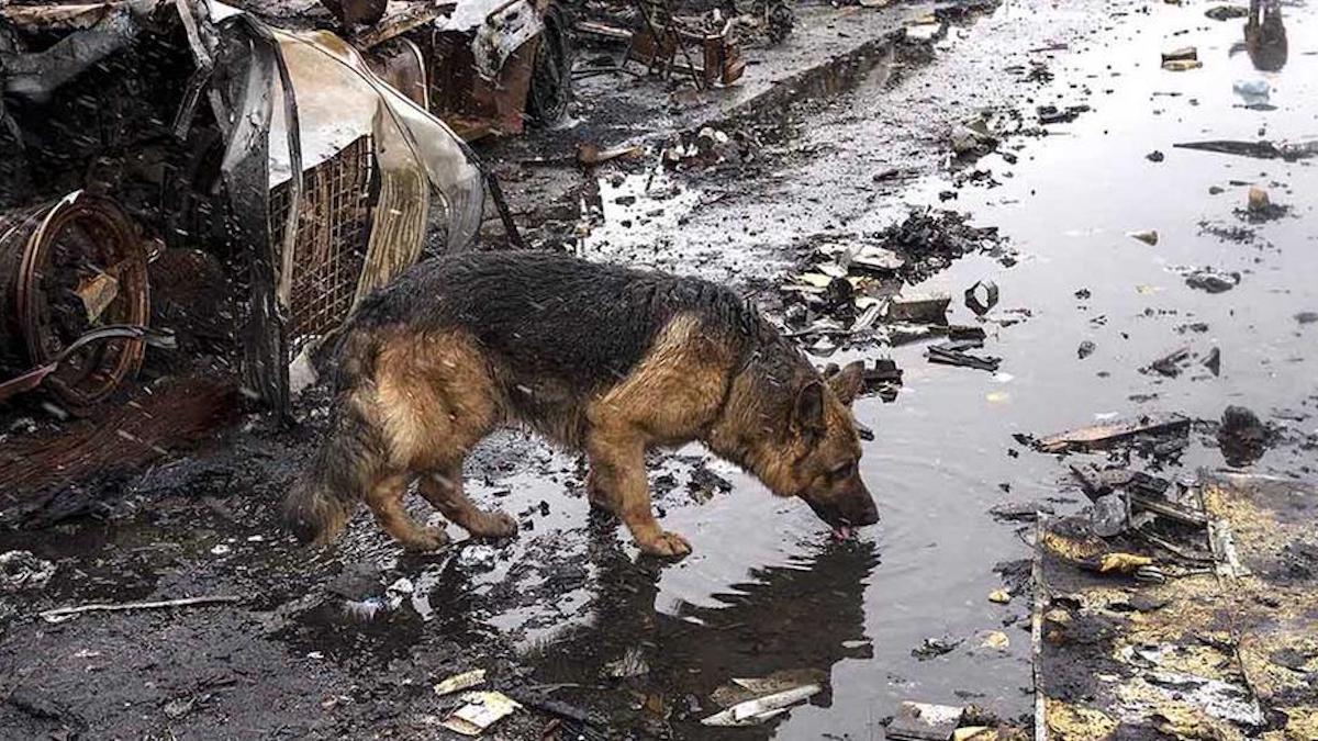 Plus de 300 chiens meurent dans un refuge ukrainien après avoir été négligés