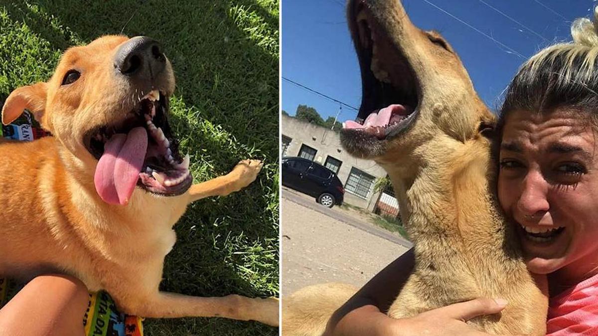 Retrouvailles émouvantes d'une femme avec son chien qui était perdu depuis 3 mois