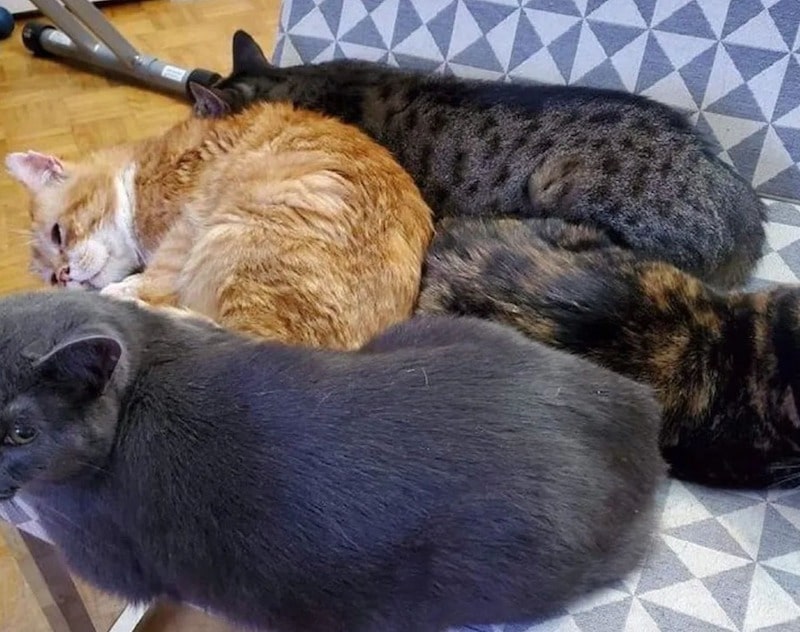 sono