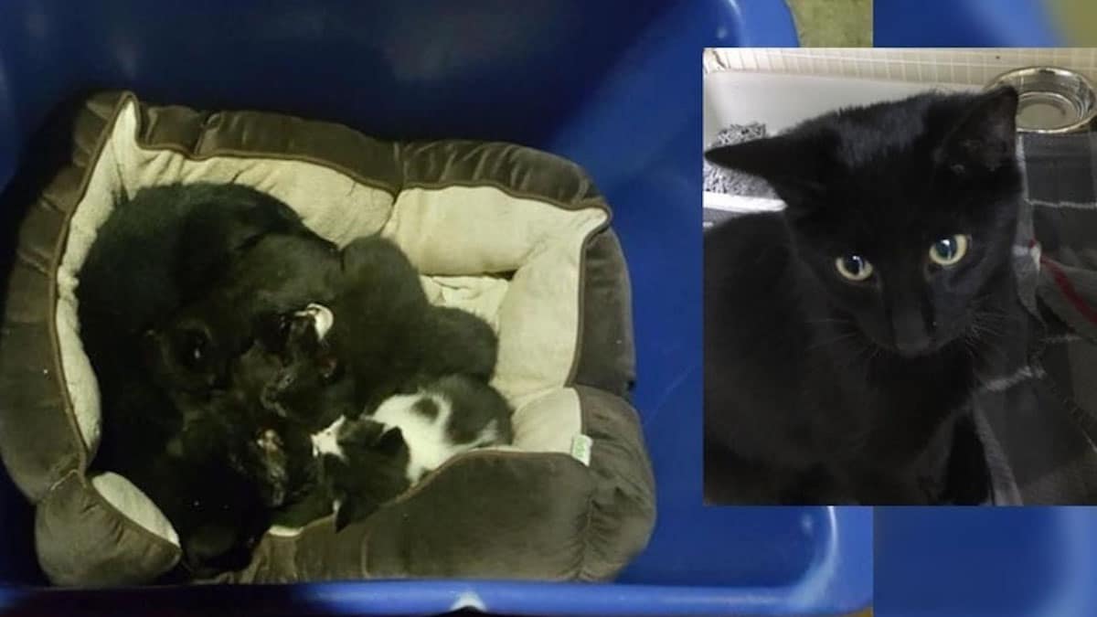 Un chat mâle retrouvé s'occupant de chatons abandonnés comme s'il était leur mère