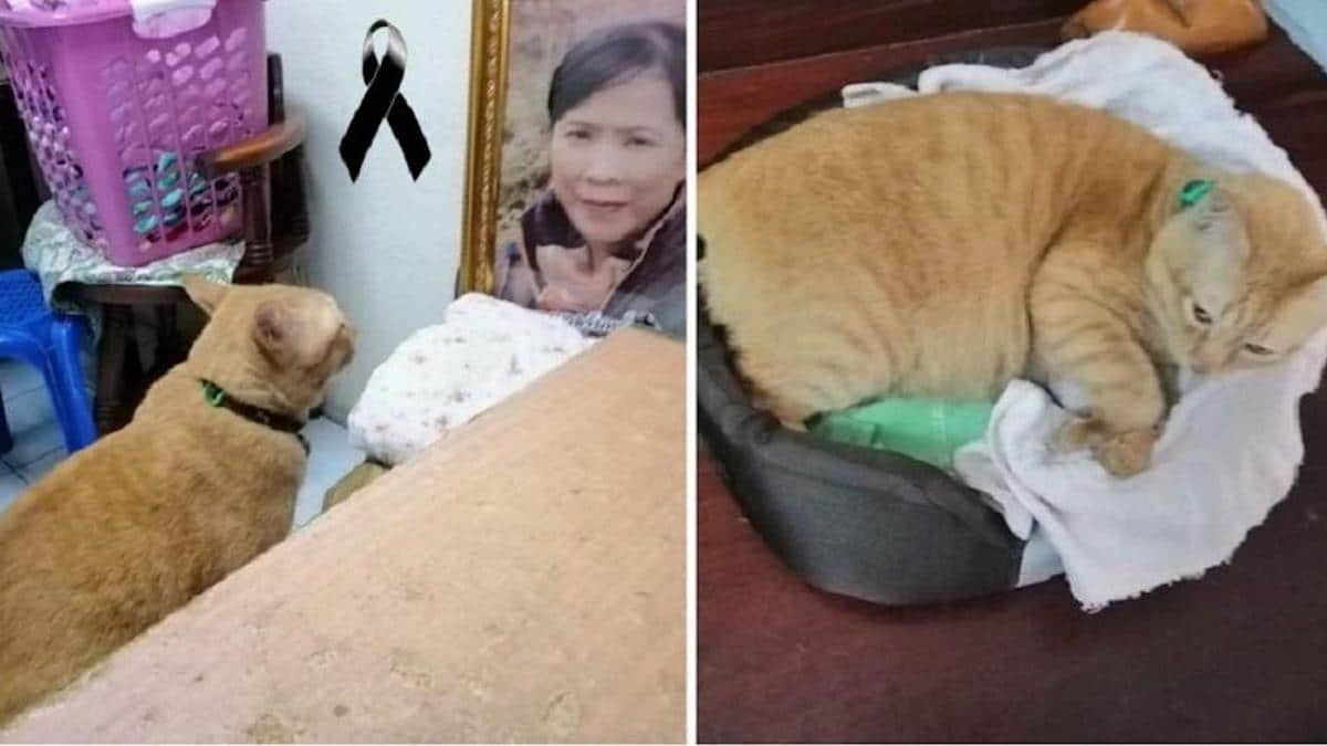 Un chat pleure tous les soirs devant la photo de sa propriétaire décédée, il aimerait pouvoir la serrer dans ses bras.