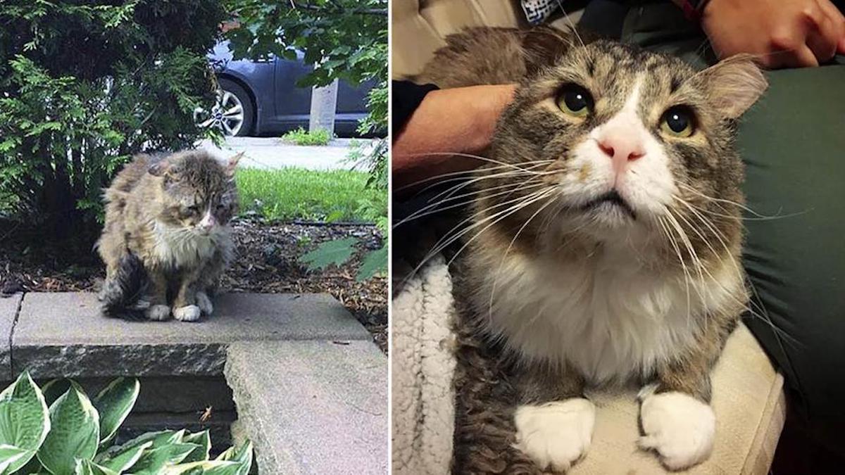 Un chat qui a vécu une vie difficile dans la rue retrouve l'amour et le bonheur