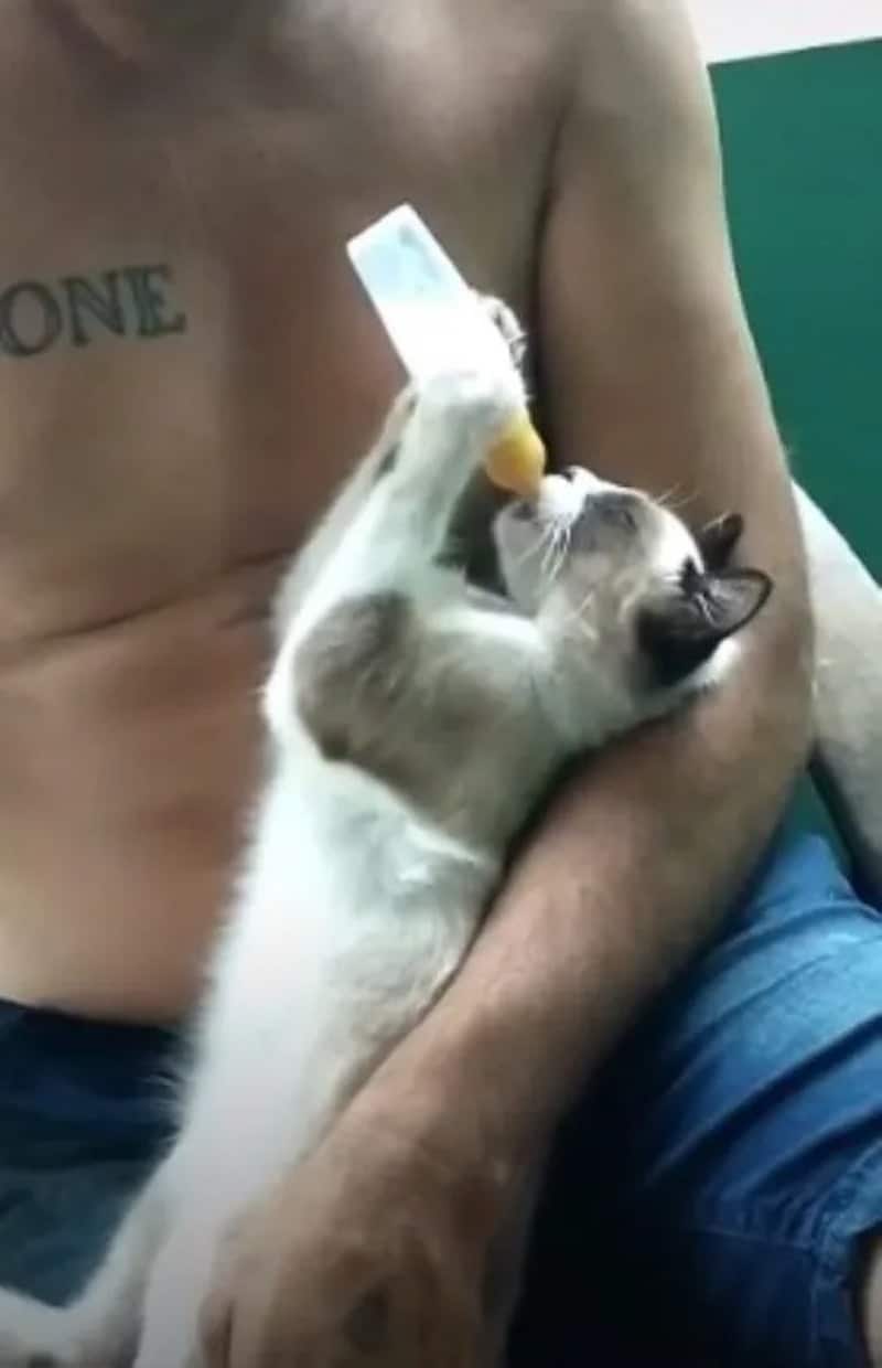 Un Chat Se Couche Comme Un Bebe Pour Prendre Un Biberon Un Chat Se Couche Comme Un Bebe Pour Prendre Un Biberon
