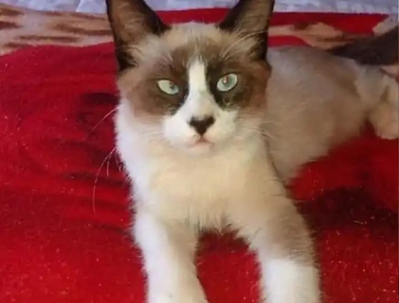 Un Chat Se Couche Comme Un Bebe Pour Prendre Un Biberon Un Chat Se Couche Comme Un Bebe Pour Prendre Un Biberon