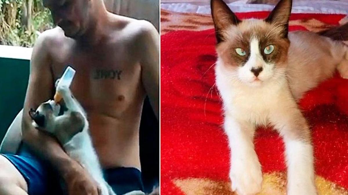 Un Chat Se Couche Comme Un Bebe Pour Prendre Un Biberon Un Chat Se Couche Comme Un Bebe Pour Prendre Un Biberon