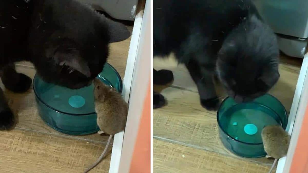 Un chat s'est lié d'amitié avec une souris qu'il était censé attraper.