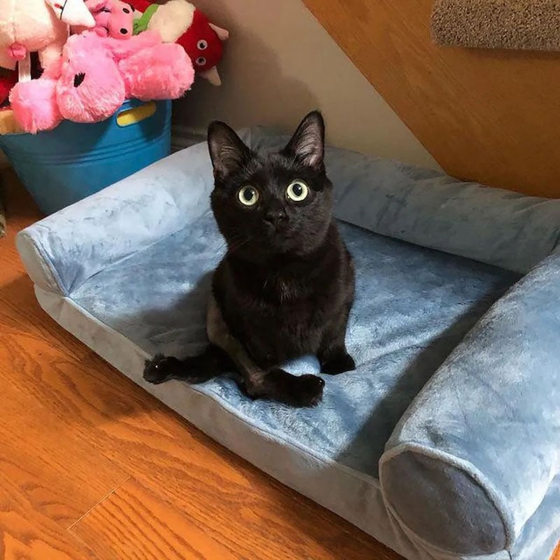 bambino