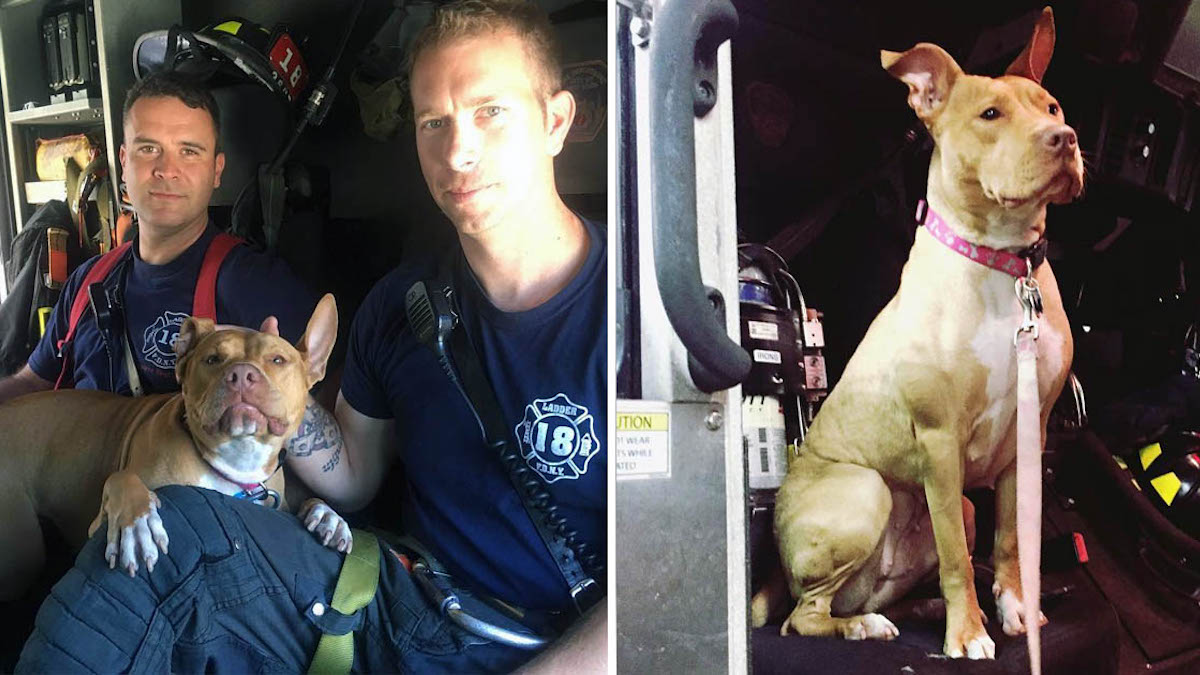 Un chien abandonné par sa famille trouve un nouveau foyer à la caserne de pompiers