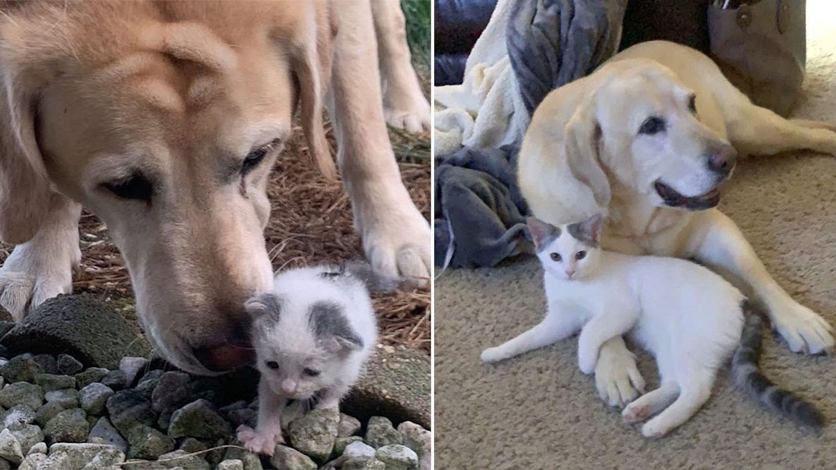 Un chien âgé prend en charge un chaton sans abri et le transforme en une magnifique chatte