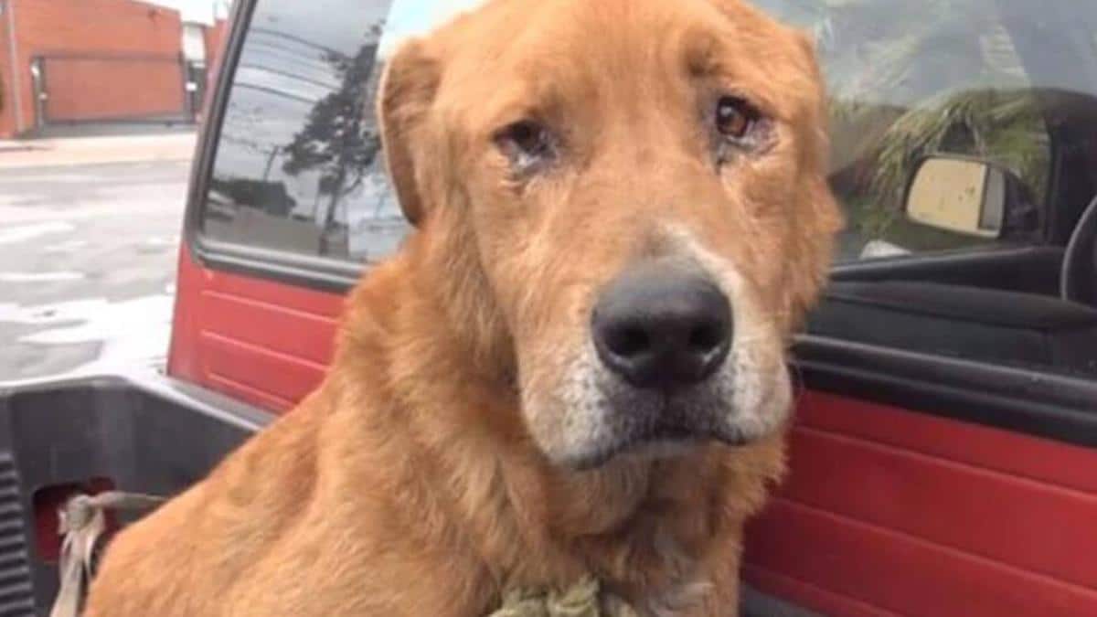 Un chien au cœur brisé et affamé espère que sa famille aura enfin pitié de lui.