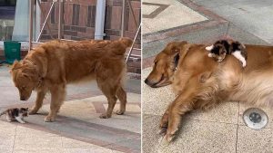 Un chien conduit son maître vers un chaton abandonné dans la rue et insiste pour le ramener chez lui.