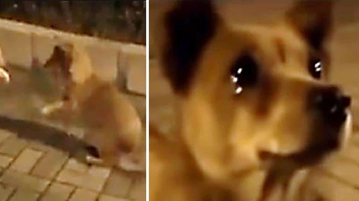 Un chien de rue verse des larmes lorsqu'une femme s'approche de lui avec une marque d'affection.