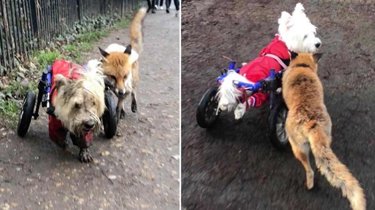 Un chien en fauteuil roulant devient le "chien-guide" pour un petit renard aveugle