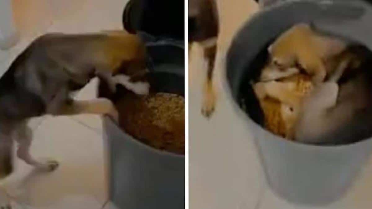 Un chien errant a rampé dans un seau rempli de nourriture après son adoption