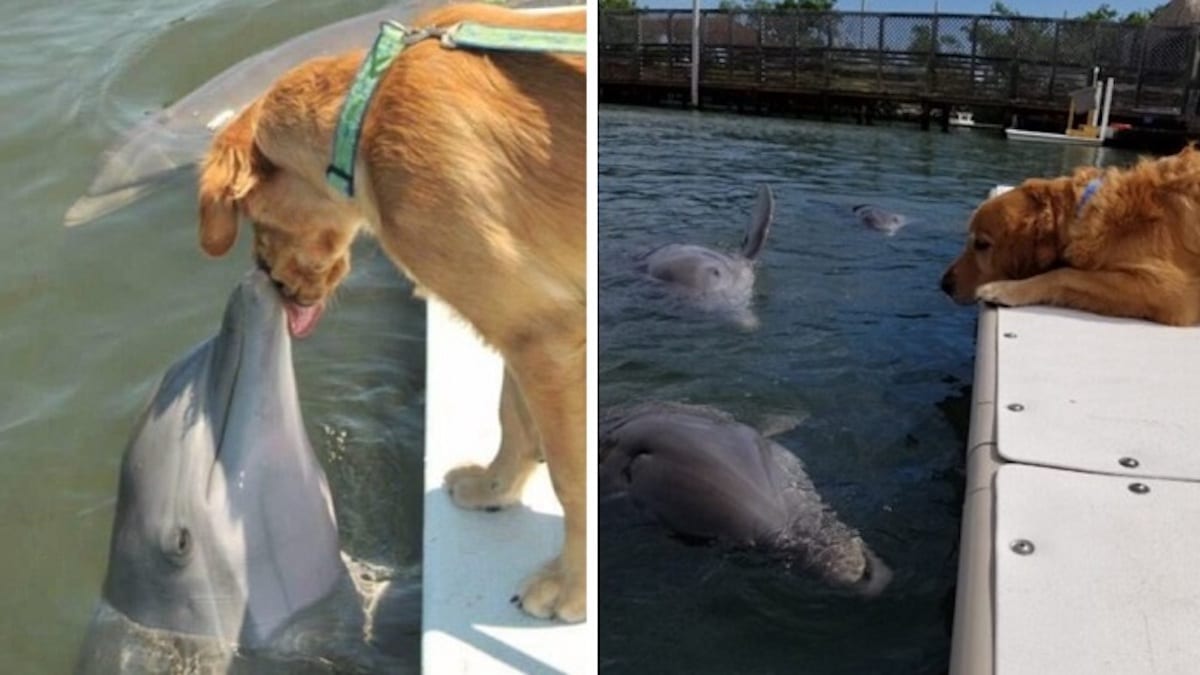 Un chien et un dauphin sont amis dès le premier jour, quelle que soit leur espèce, magnifique