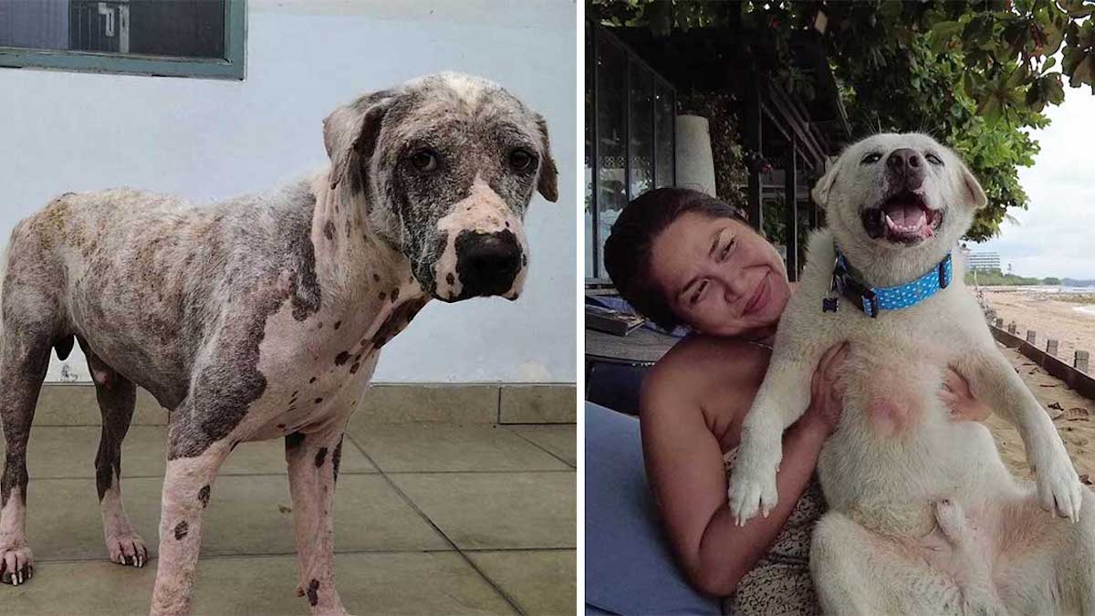 Un chien sans poils trouvé dans une station-service se transforme en un super chien pelucheux