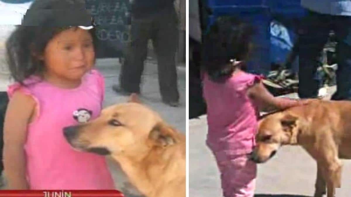 Un chien s'occupe d'une enfant perdue et la ramène chez elle.