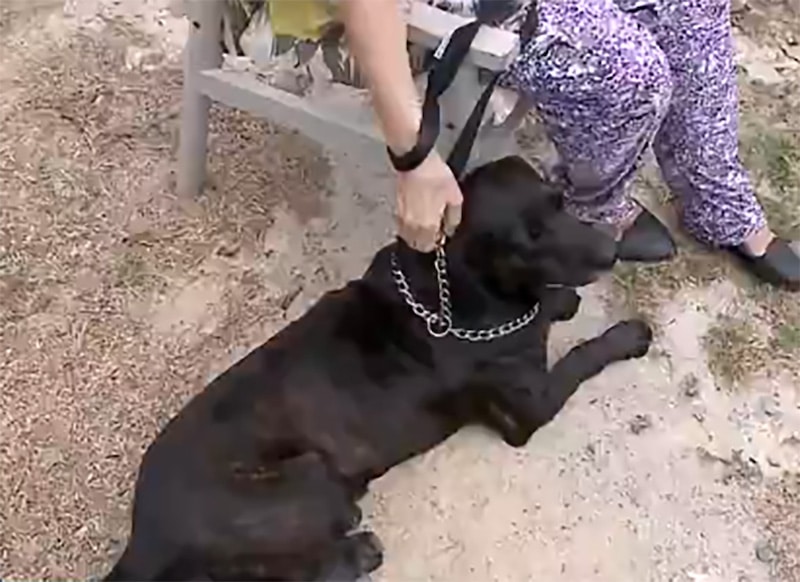 cane