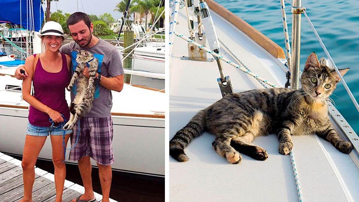 Un couple quitte son emploi et vend tout pour voyager dans le monde avec leur chat, impressionnant